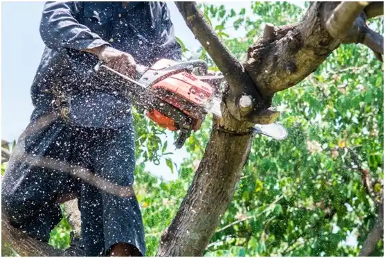 tree services Shady Shores